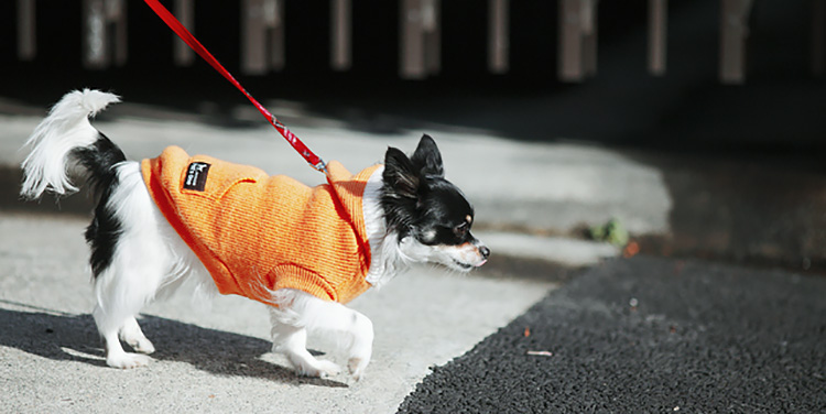 犬の引っ張りぐせ