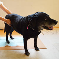 排泄介助 介護 シニア犬 老犬 の生活 愛犬の老後にできること By Green Dog 排泄介助 介護 シニア犬 老犬 の生活 愛犬の老後にできること By Green Dog