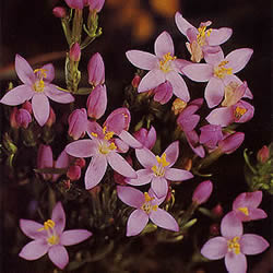 フラワーレメディ セントーリー(CENTAURY)