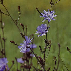 フラワーレメディ チコリー(CHICORY)