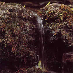 フラワーレメディ ロックウォーター(ROCK WATER)