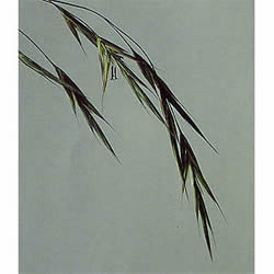 フラワーレメディ ワイルドオート(WILD OAT)