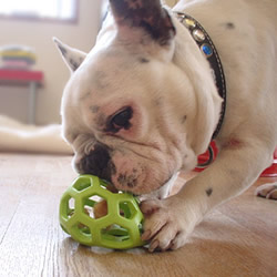 ホーリーローラーボール Green Dog グリーンドッグ 公式通販 ホーリーローラーボール Green Dog グリーンドッグ 公式通販