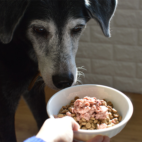 アニモンダ 犬用 フォムファインステン ミニ 鶏・ガチョウ・パセリ 成犬用