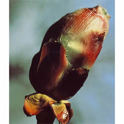 フラワーレメディ チェストナットバッド(CHESTNUT BUD)