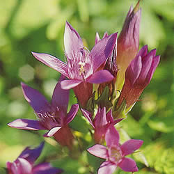 フラワーレメディ ゲンチアナ(GENTIAN) | バッチフラワーレメディ