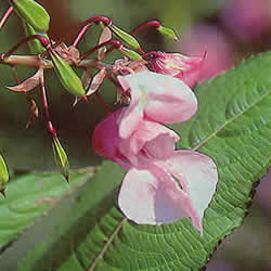 フラワーレメディ　インパチエンス(IMPATIENS)