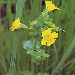 フラワーレメディ　ミムラス(MIMULUS)