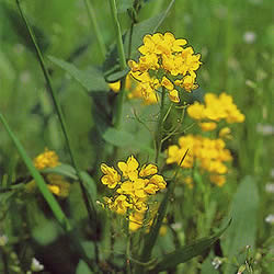 フラワーレメディ マスタード(MUSTARD)