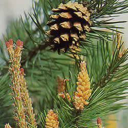 フラワーレメディ パイン(PINE)