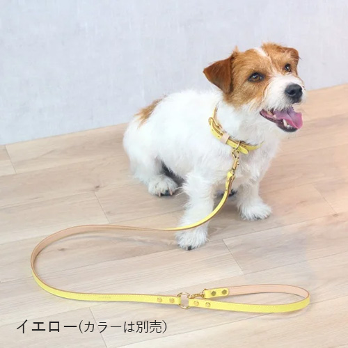 ボニーリード【数量限定】