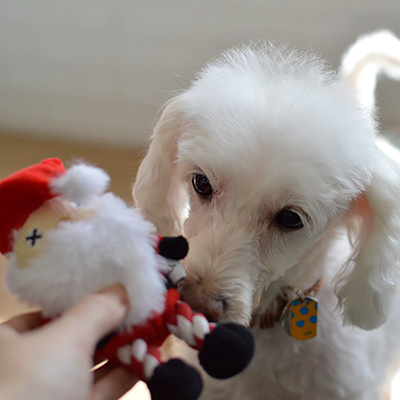 プラッシュトイ・ウィズロープ　ホリデー　サンタ【数量限定】