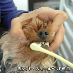 犬口ケア　歯ブラシ（硬さソフト）