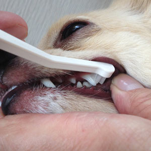 犬口ケア　歯ブラシ（硬さふつう）