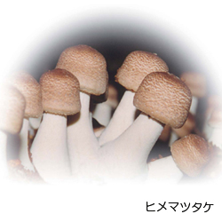 Hime-Matsutake （姫マツタケ）