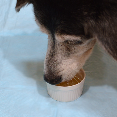 KUUT ボーンブロス神山鶏　for DOGS＆CATS