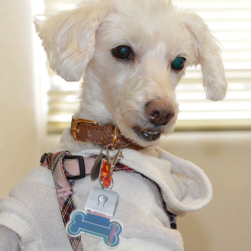 充電式LEDお散歩チャーム【数量限定】