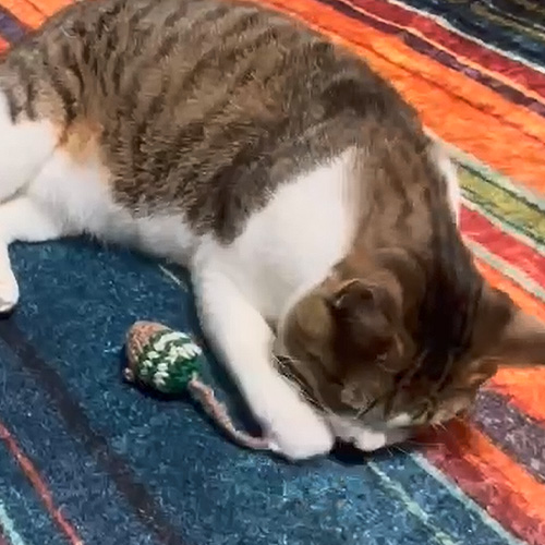 necono　サンタの服着たネズミさん【数量限定】