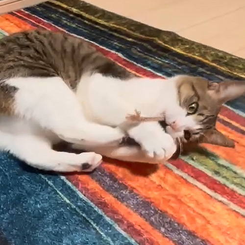 necono　サンタの服着たネズミさん【数量限定】