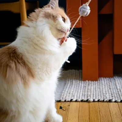 necono COTON Cat Ball & Tail【POPUP】