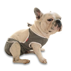着せるおむつカバーの通販 口コミ 犬用品専門のグリーンドッグ公式通販 Green Dog グリーンドッグ 公式通販