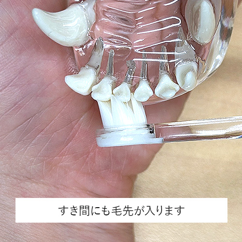 泡雪