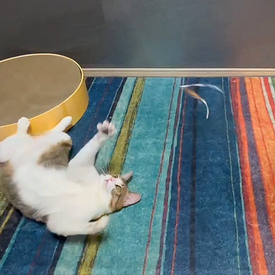 Quilt　付け替えできる猫じゃらしセット　キラキラ光るタイベックリボン