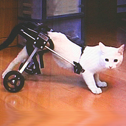 K-9　Carts 【スタンダード】後脚サポート車椅子