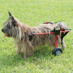 K-9　Carts 【スタンダード】後脚サポート車椅子