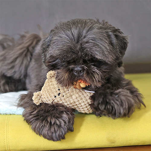 iDog ひっぱりくまさん fleur 鳴き笛入り【数量限定】