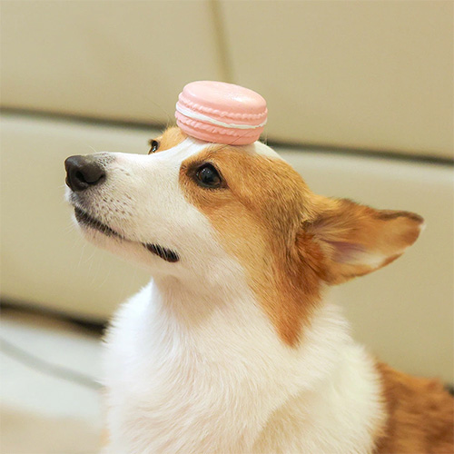iDog ラテックスTOY マカロン【数量限定】