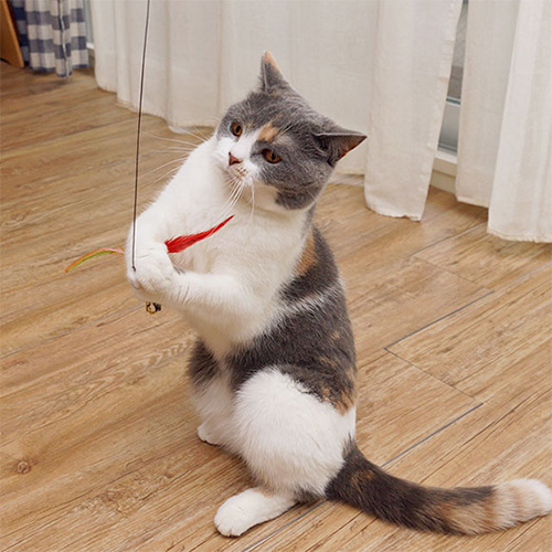 iCat FLYING CAT 釣りざお猫じゃらし カラフルフェザー【数量限定】