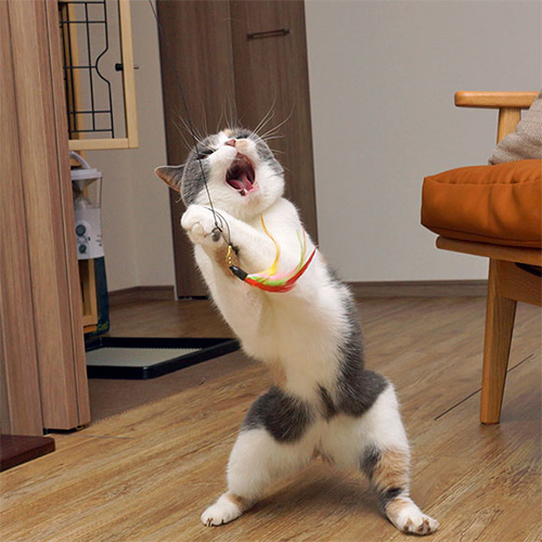 iCat FLYING CAT 釣りざお猫じゃらし カラフルフェザー【数量限定】