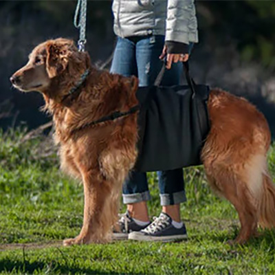 老犬のトイレの悩み、寝たきり犬の介護に役立つ排泄介助のコツ