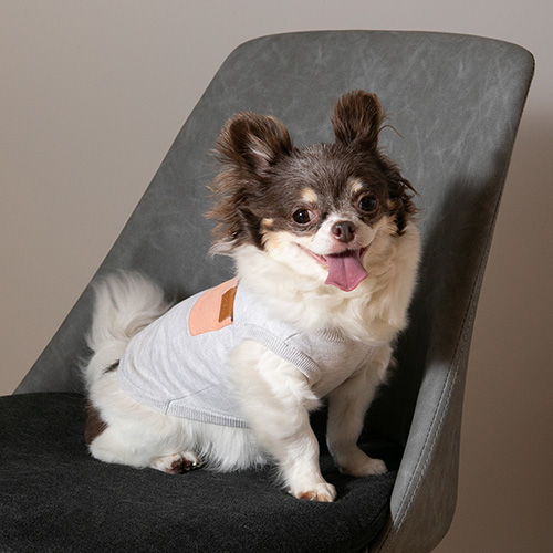 bicolor cotton knit for DOG【数量限定】
