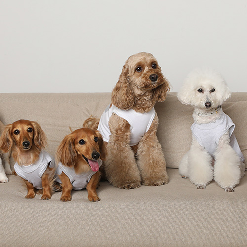 bicolor cotton knit for DOG【数量限定】
