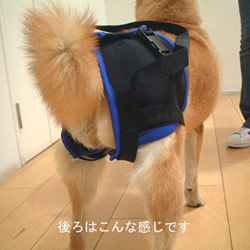 ウォークアバウト後部ハーネス