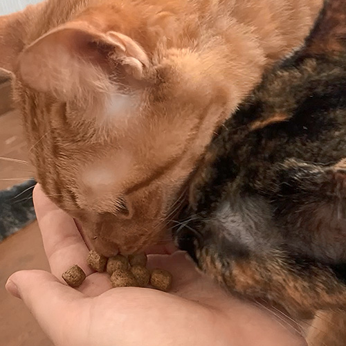 ウィムズィーズ猫用 チキン＆ツナ