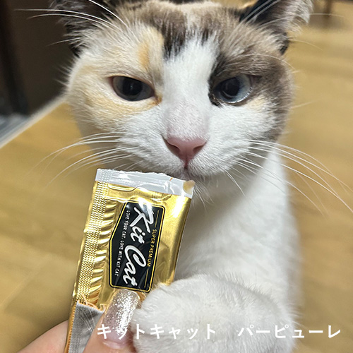 Happy Nyan Bag フィッシュ2026［3000］【数量限定】