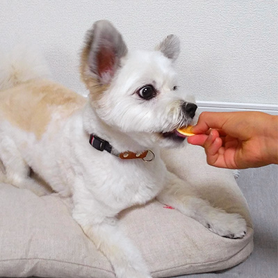 ドットわん　平飼いたまごせんべい