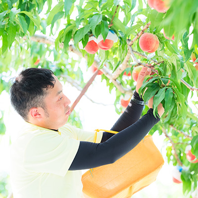 ドットわんの逸品　フリーズドライ山梨完熟桃・白鳳【数量限定】