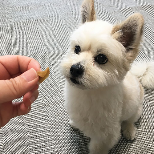 牛 上ミノビッツ