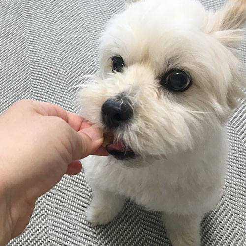牛 上ミノビッツ