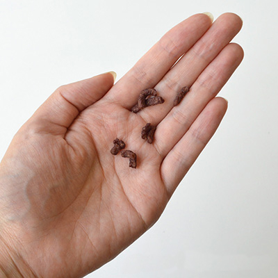 ミニビッツ カンガルー