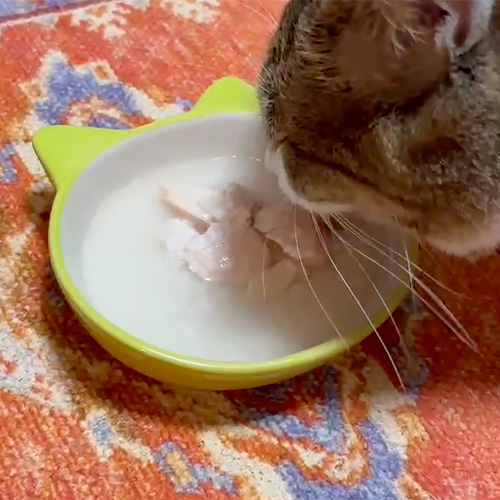 Premium for CAT えらべる水煮