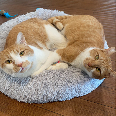 ハッピープレゼント　Mew Me Club