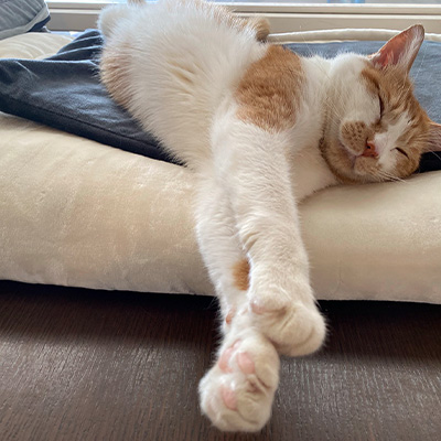 ハッピープレゼント　Mew Me Club