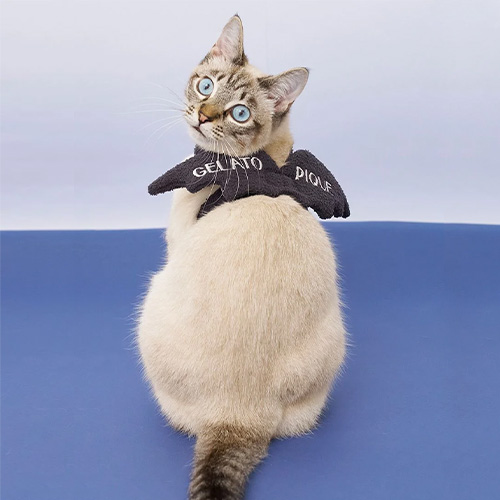 CAT&DOG【HALLOWEEN】こうもりウイング【数量限定】