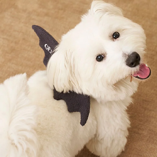 CAT&DOG【HALLOWEEN】こうもりウイング【数量限定】