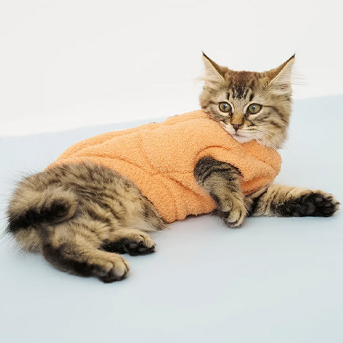 CAT＆DOG【HALLOWEEN】パンプキンプルオーバー【数量限定】